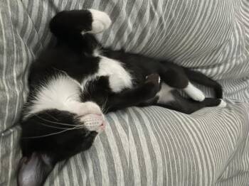 THURGOOD - The Little Gentleman -  Tuxedo Cat for Adoption in New York, New York - THURGOOD - The Little Gentleman | PetCurious