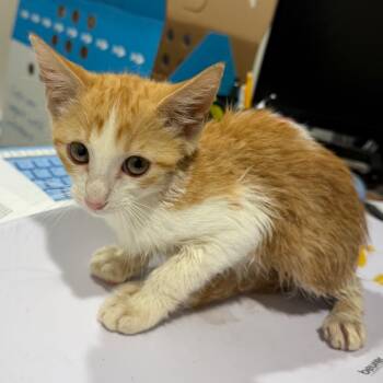 Timon -  Domestic Short Hair Cat for Adoption in Tampa, Florida - Timon | PetCurious