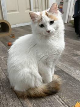 Darlene -  Turkish Van Cat for Adoption in Blaine, Minnesota - Darlene | PetCurious