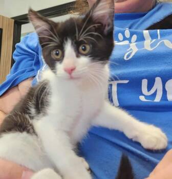 Rescue Domestic Short Hair Cats for Adoption in Republic, Missouri - Honor | PetCurious