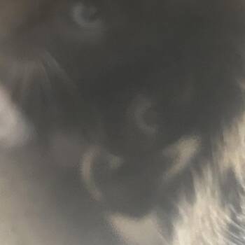 Apricot -  Domestic Short Hair Cat for Adoption in Philadelphia, Pennsylvania - Apricot | PetCurious
