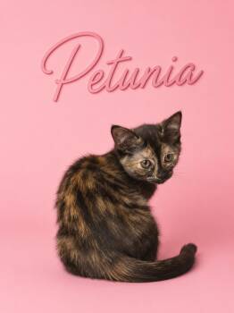 PETUNIA and friends (Located at PetSmart NORTHWEST RENO) -  Domestic Short Hair Cat for Adoption in Reno, Nevada - PETUNIA And Friends (Located At PetSmart NORTHWEST RENO) | PetCurious