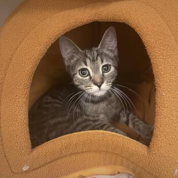 Pretzel -  Domestic Short Hair Cat for Adoption in Philadelphia, Pennsylvania - Pretzel | PetCurious