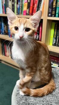 Clementine 5 -  Domestic Short Hair Cat for Adoption in Tucson, Arizona - Clementine 5 | PetCurious