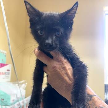 Blaze -  Domestic Short Hair Cat for Adoption in Corinth, Mississippi - Blaze | PetCurious