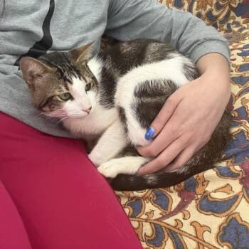 Valentino -  Tabby Cat for Adoption in Coral Gables, Florida - Valentino | PetCurious
