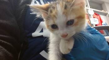 A476358 -  Domestic Short Hair Cat for Adoption in Oklahoma City, Oklahoma - A476358 | PetCurious