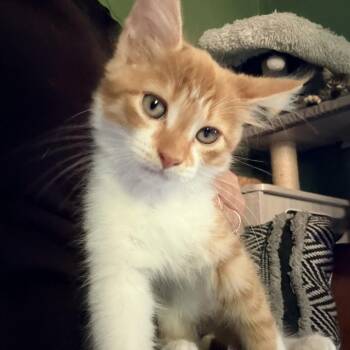 Anchovy -  Domestic Long Hair Cat for Adoption in Richmond, Virginia - Anchovy | PetCurious