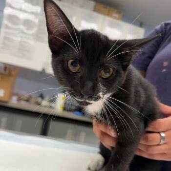 Pita -  Domestic Short Hair Cat for Adoption in Martinsville, Virginia - Pita | PetCurious