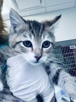 MUGI -  Domestic Short Hair Cat for Adoption in Houston, Texas - MUGI | PetCurious