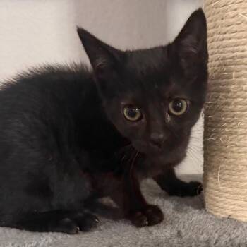 Merry -  Domestic Short Hair Cat for Adoption in Midland, Texas - Merry | PetCurious