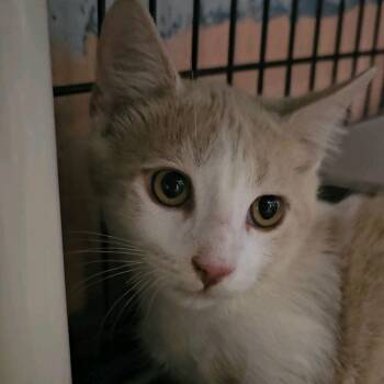Quill -  Domestic Short Hair Cat for Adoption in Columbus, North Carolina - Quill | PetCurious
