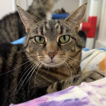 Marley -  Domestic Short Hair Cat for Adoption in Latrobe, Pennsylvania - Marley | PetCurious