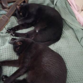 Frank -- Bonded Buddy With Frankie -  Domestic Short Hair Cat for Adoption in Des Moines, Iowa - Frank -- Bonded Buddy With Frankie | PetCurious