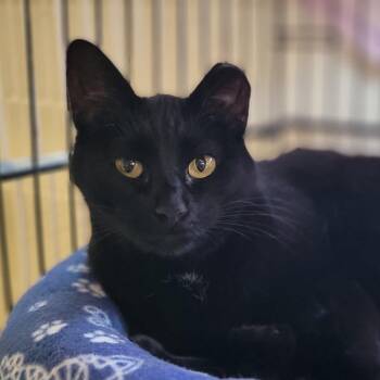 Rescue American Shorthair Cats for Adoption in Kanab, Utah - Margie | PetCurious