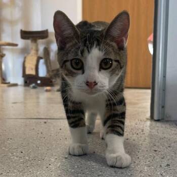 Rescue Domestic Short Hair Cats for Adoption in Indiana, Pennsylvania - Serenity | PetCurious