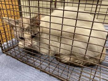Domestic Short Hair Cats Available for Adoption in Modesto, California - A608767 | PetCurious