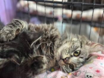 Rescue Domestic Long Hair Cats for Adoption in Sebastian, Florida - Espresso | PetCurious