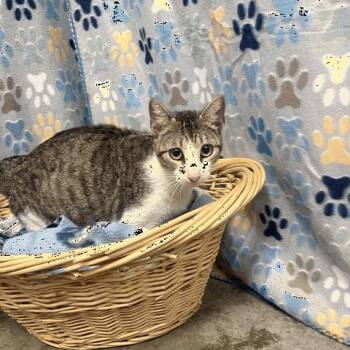Domestic Short Hair Cats Available for Adoption in Houston, Texas - Pippa | PetCurious