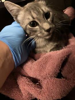 BRAD -  Domestic Short Hair Cat for Adoption in Long Beach, California - BRAD | PetCurious