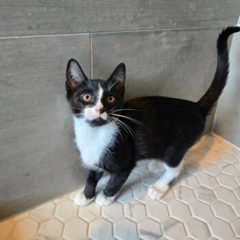Lunar -  Domestic Short Hair Cat for Adoption in Centerville, Tennessee - Lunar | PetCurious