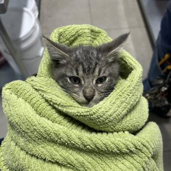 Domestic Short Hair Cats Available for Adoption in Newark, New Jersey - Templeton | PetCurious