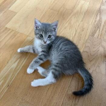 Myla -  Domestic Short Hair Cat for Adoption in Burnaby, British Columbia - Myla | PetCurious