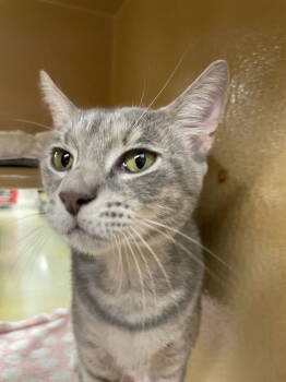 Rescue Tabby Cats for Adoption in Pompano Beach, Florida - Lulu Belle | PetCurious