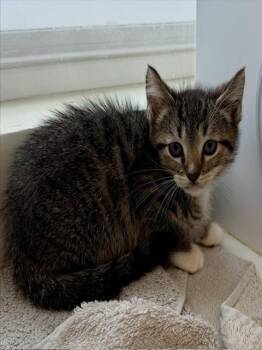 Domestic Short Hair Cats Available for Adoption in Camarillo, California - SHERLOCK | PetCurious