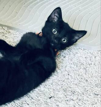 Jinx -  Domestic Short Hair and Manx Cat for Adoption in Indianapolis, Indiana - Jinx | PetCurious