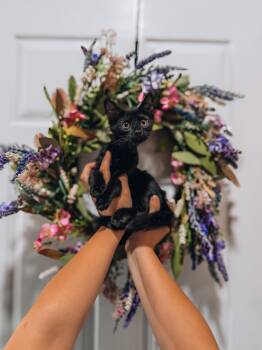 Binx -  Domestic Short Hair Cat for Adoption in Goodyear, Arizona - Binx | PetCurious