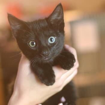 Myra Menke -  Domestic Short Hair Cat for Adoption in Belleville, Illinois - Myra Menke | PetCurious