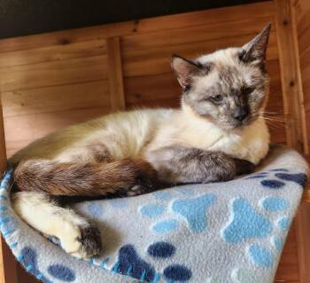Milly -  Domestic Short Hair and Siamese Cat for Adoption in Crossville, Tennessee - Milly | PetCurious