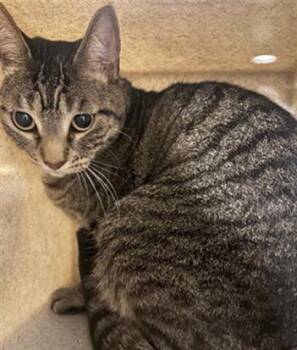 FLOWER -  Domestic Short Hair Cat for Adoption in Camarillo, California - FLOWER | PetCurious