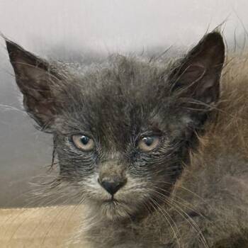 Scar -  Domestic Medium Hair Cat for Adoption in Ottawa, Kansas - Scar | PetCurious