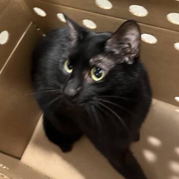 Blade -  Domestic Short Hair Cat for Adoption in Tampa, Florida - Blade | PetCurious