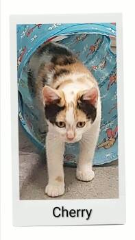 Cherry -  Domestic Short Hair Cat for Adoption in Caistor Centre, Ontario - Cherry | PetCurious