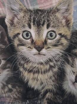 Sugar Bear -  Domestic Short Hair Cat for Adoption in Fort Madison, Iowa - Sugar Bear | PetCurious
