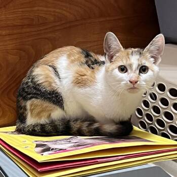 Domestic Short Hair and Calico Cats Available for Adoption in Hazlet, New Jersey - Abbot | PetCurious