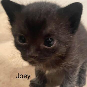 Domestic Short Hair Cats Available for Adoption in Greensboro, Georgia - Joey | PetCurious