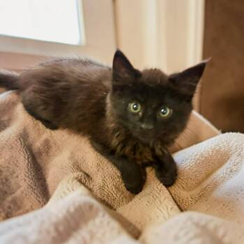 Domestic Medium Hair Cats Available for Adoption in Glocester, Rhode Island - Buddy | PetCurious