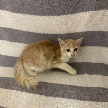 Pen -  Domestic Medium Hair Cat for Adoption in Newberg, Oregon - Pen | PetCurious