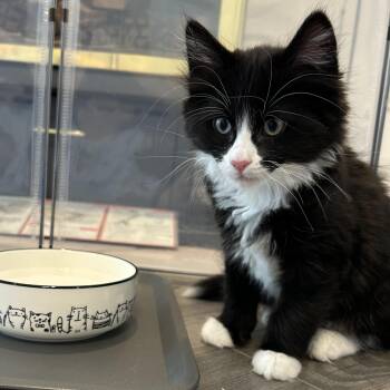 Domestic Short Hair Cats Available for Adoption in Barrière, British Columbia - Willow | PetCurious