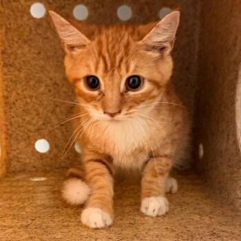 Tangerine -  Domestic Short Hair Cat for Adoption in Philadelphia, Pennsylvania - Tangerine | PetCurious