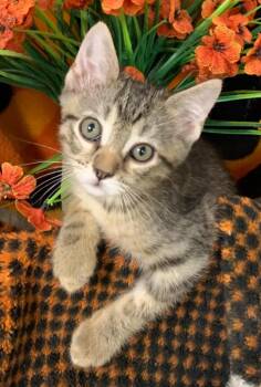 5/21/26 Enzo -  Domestic Short Hair Cat for Adoption in Stillwater, Oklahoma - 5/21/26 Enzo | PetCurious