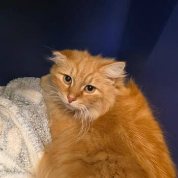 Patito -  Domestic Long Hair Cat for Adoption in Bristol, Indiana - Patito | PetCurious
