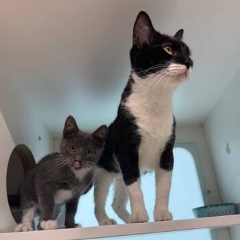 Sundae -  Domestic Short Hair Cat for Adoption in Branford, Connecticut - Sundae | PetCurious