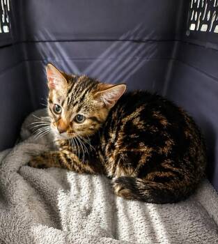 Domestic Medium Hair Cats Available for Adoption in Fort Lupton, Colorado - Snorter McPhail | PetCurious