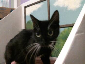 BIELKA -  Domestic Short Hair Cat for Adoption in Houston, Texas - BIELKA | PetCurious