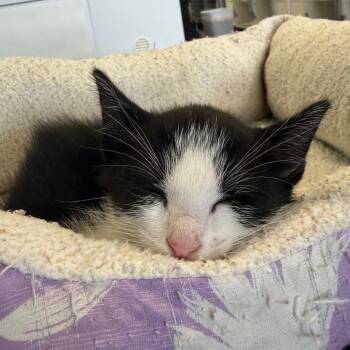 Domestic Short Hair Cats Available for Adoption in Lake Jackson, Texas - Kizzie | PetCurious